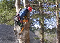 Forest Tree Service LLC