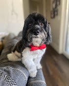 Furry Land Mobile Grooming